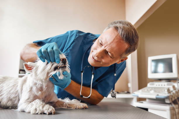 Best Emergency Denture Repair in Unionville, MO